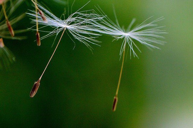Pixabay: Alexas_Fotos Pusteblumen-Samen