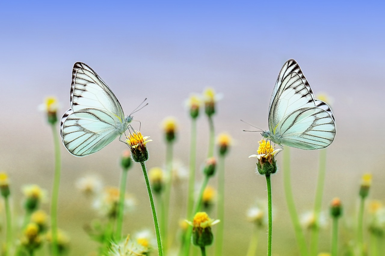 Pixabay: Ronny Overhate Schmetterlinge auf Wiese